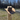 Saratelli 6x Pecan Brick Crown Cowboy Hat