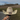 Pro Hats PH 76 Straw Rodeo Ready Hat