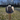 Serratelli Dark Belly Felt Cowboy Hat