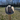 Serratelli Dark Belly Felt Cowboy Hat